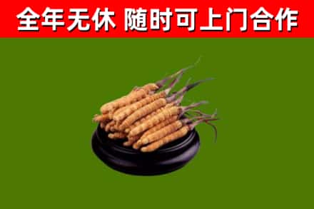 承德县烟酒回收冬虫夏草.jpg