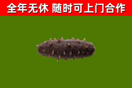 承德县烟酒回收干海参.jpg